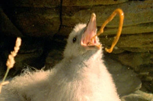Under threat a Fulmar chick defends itself with projectile vomit {Fulmarus glacialis}