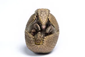 Mark Bowler Prints: Three-banded Armadillo (Tolypeutes tricinctus) rolled up in defensive posture. Captive