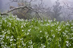 Liliaceae Prints: Three-cornered garlic (Allium triquetrum) flowering, Madeira, March 2009