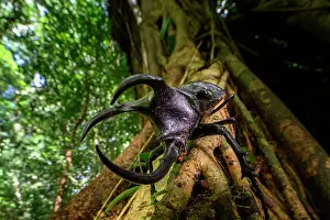 Danum Valley Prints: Three-horned rhinoceros beetle (Chalcosoma moellenkampi) male