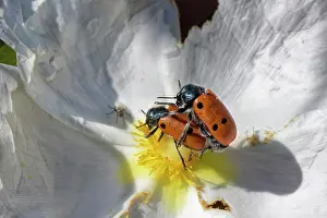 Rhinotia Prints: Three-spotted leaf beetle (Lachnaia tristigma) pair mating as the female feeds on Gum cistus (Cistus ladanifer) pollen