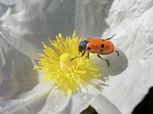 Rhinotia Prints: Three-spotted leaf beetle (Lachnaia tristigma) feeding on Gum cistus (Cistus ladanifer) pollen