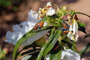 Rhinotia Prints: Three-spotted leaf beetle (Lachnaia tristigma) pairs mating on a Gum cistus (Cistus ladanifer) bush