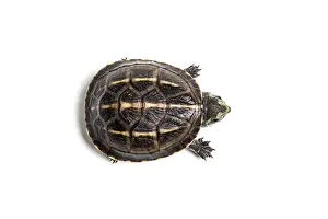 White Background Prints: Three-striped mud turtle (Kinosternon baurii) hatchling, portrait, USA. Captive