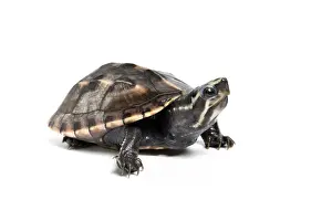 White Background Prints: Three-striped mud turtle (Kinosternon baurii) sub-adult, portrait, south east USA. Captive