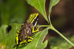 Dendrobatidae Prints: Three-striped poison frog (Ameerega trivittata) male carrying tadpoles, Panguana Reserve