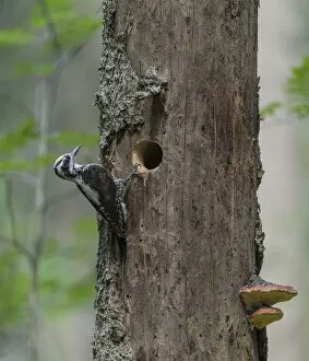 Three-toed woodpecker (Picoides tridactylus), male next to nest hole in tree, Finland