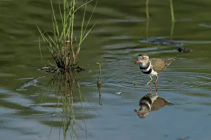 True Plover Prints: Threebanded plover (Charadrius tricollaris) standing in shallow pond