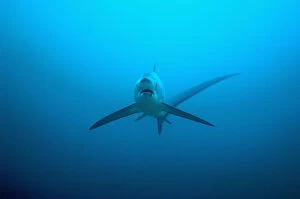 Reefs Gallery: Thresher shark (Alopias pelagicus) swimming over seabed to be cleaned by cleaner wrasses