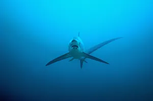 Catalogue9 Prints: Thresher shark (Alopias pelagicus) swimming over seabed to be cleaned by cleaner wrasses