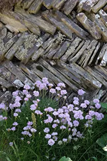 Traditional Prints: Thrift (Armeria maritima) in flower and Sea ivory lichen (Ramalina siliquosa)