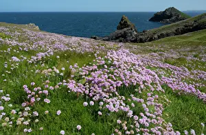 Armeria Vulgaris Prints: Thrift (Armeria maritima) flowering on coastal cliff top, Pentire Head, Cornwall, UK. May