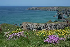 Armeria Vulgaris Prints: Thrift (Armeria maritima) and Kidney vetch (Anthyllis vulneraria) flowering on coastal cliff top