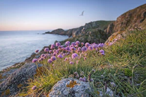Images Dated 14th May 2014: Thrift (Armeria maritima), Sark, British Channel Islands, May