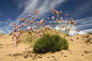 Thrift (Armeria pungens) in flower on beach, Alentejo, Natural Park of South West Alentejano