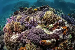 Scleractinia Prints: A thriving and diverse coral reef scene, Tanna Island, Vanuatu, Pacific Ocean