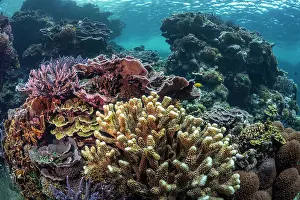 Scleractinia Prints: A thriving and diverse coral reef scene, Tanna Island, Vanuatu, Pacific Ocean