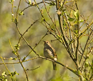 Baltic Prints: Thrush nightingale (Luscinia luscinia) in tree singing, Matsalu National Park, Estonia