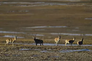 Images Dated 14th October 2016: Tibetan antelope or Chiru (Pantholops hodgsonii), Keke Xili, Changtang, Tibetan Plateau