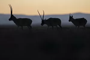 2021 February Highlights Gallery: Tibetan antelope / Chiru (Pantholops hodgsonii) three silhouetted