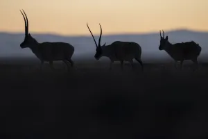 China Prints: Tibetan antelope / Chiru (Pantholops hodgsonii) three silhouetted