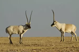 Images Dated 24th December 2009: Tibetan antelope (Pantholops hodgsoni), two males, Kekexili, Qinghai, Tibetan Plateau