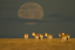 Tibetan antelope (Pantholops hodgsonii) herd in the early morning with a low moon Tibetan antelope (Pantholops hodgsonii) herd in the early morning with a low moon