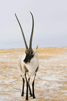 Animal Marking Gallery: Tibetan antelope (Pantholops hodgsonii) male, Kekexili, Qinghai, Tibetan Plateau
