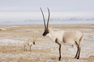 Tibetan antelope (Pantholops hodgsonii) males on snowy ground, Kekexili, Qinghai