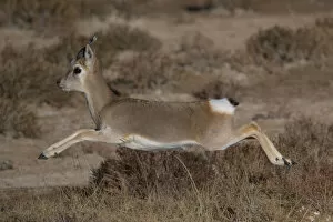 Tibetan gazelle or Goa, (Procapra picticaudata) leaping, in mid air