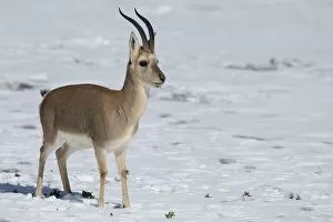 2021 February Highlights Gallery: Tibetan gazelle / Goa (Procapra picticaudata) Keke Xili / Hoh Xil Nature Reserve