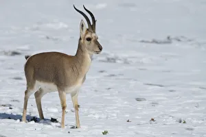 Tibetan gazelle / Goa (Procapra picticaudata) Keke Xili / Hoh Xil Nature Reserve