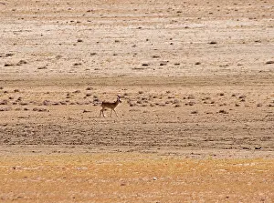 Procapra Prints: Tibetan gazelle / Goa (Procapra picticaudata) standing on dry