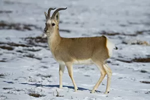 2020 May Highlights Gallery: Tibetan gazelle (Procapra picticaudata) in snow. Hoh Xil Nature Reserve, Tibetan plateau