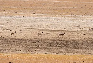 Procapra Prints: Three Tibetan gazelles / Goas (Procapra picticaudata) walking over dry