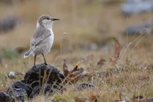 Paridae Prints: Tibetan ground-tit (Pseudopodoces humilis) Angsai Nature Reserve
