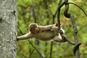 Images Dated 22nd April 2015: Tibetan macaque (Macaca thibetana) juvenile climbing in a tree in Tangjiahe Nature Reserve