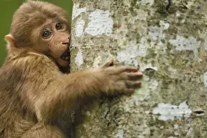 Images Dated 22nd April 2015: Tibetan macaque (Macaca thibetana) infant climbing tree, Tangjiahe National Nature Reserve