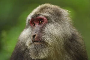 Tibetan macaque (Macaca thibetana) Tangjiahe Nature Reserve, Sichuan Province, China