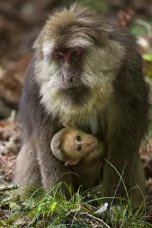 2019 June Highlights Gallery: Tibetan macaque (Macaca thibetana) carrying young baby, Tangjiahe Nature Reserve
