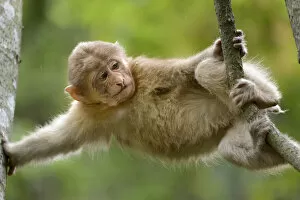 Images Dated 16th September 2020: Tibetan macaque (Macaca thibetana) baby playing in tree, Tangjiahe Nature Reserve