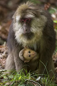Sichuan Prints: Tibetan macaque (Macaca thibetana) carrying young baby, Tangjiahe Nature Reserve