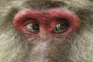 Tibetan macaque (Macaca thibetana) close up of eyes of female, Tangjiahe National Nature Reserve
