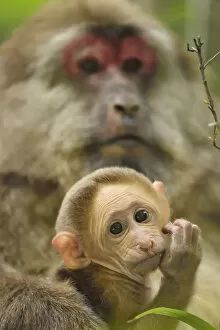 Images Dated 21st April 2015: Tibetan macaque (Macaca thibetana) female with baby, Tangjiahe National Nature Reserve