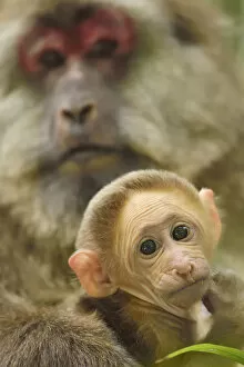 Images Dated 21st April 2015: Tibetan macaque (Macaca thibetana) female with baby, Tangjiahe National Nature Reserve