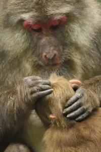 Tibetan macaque (Macaca thibetana) female grooming infant, Tangjiahe National Nature Reserve