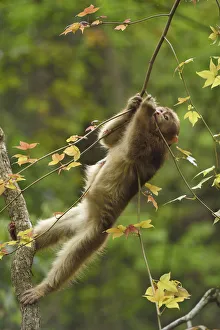 Tibetan macaque (Macaca thibetana) infant playing in a tree, Tangjiahe National Nature Reserve