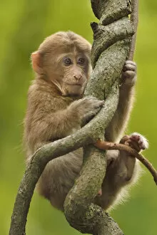Images Dated 22nd April 2015: Tibetan macaque (Macaca thibetana) infant in tree, Tangjiahe National Nature Reserve