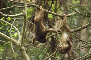 Plays Prints: Tibetan macaque (Macaca thibetana) juveniles playing, hanging upside down in tree