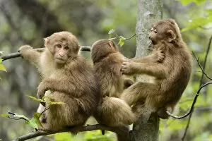 Images Dated 16th September 2020: Tibetan macaques (Macaca thibetana) babies playing, Tangjiahe Nature Reserve, Sichuan